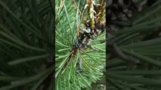 Dancing caterpillars #viralvideo #shorts