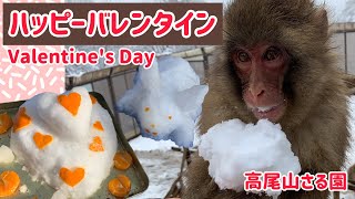 【高尾山さる園】バレンタインと雪【SNOW MONKEY】