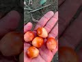 beautiful🌰barhi dates yellow fruit . fruit satisfying shorts shortsviral 4k trending dates