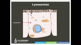 Solutions to Detect Cathepsin Activity