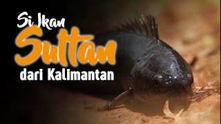 Si Ikan Sultan dari Kalimantan