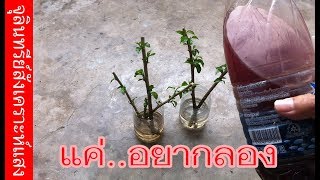 บทสรุป!! ทดลองจุลินทรีย์สังเคราะห์แสง ช่วยเร่งราก | เกษตรกรชาวบ้าน