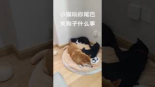 狗子：随便吧，都毁灭吧 柴犬 猫狗双全 猫狗双全的人生巅峰 狗狗的心思都写在脸上了 不养狗不知道养狗的乐趣