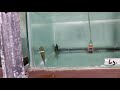 massive tropical fish wholesaler 700 aquariums