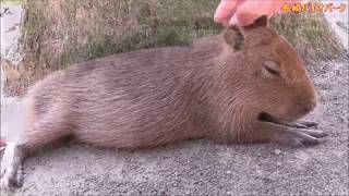 カピバラ （長崎バイオパーク篇）ジャック・オー・ランタンタイムと三つ子ちゃん