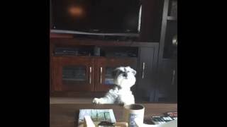 Dog Wants to Join Owner for Some Wine and Cheese