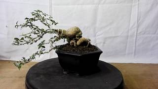 Bonsai Lagerstroemia Indica