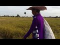 ច្រូតស្រូវ rice green farming