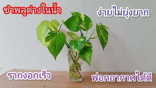 ชำพลูด่างง่ายๆไม่ยุ่งยาก รากเยอะ รากตรึม ฟอกอากาศได้ดี