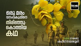 Senna spectabilis | മൂന്ന് സംസ്ഥാനങ്ങള്‍ക്ക് ഭീഷണിയായി ഒരു മരം | Shafeeq Thamarassery