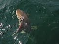 powerhead shark shooting gulf mexico in international waters