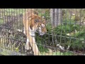 2015年10月27日　旭山動物園　アムールトラ　のん