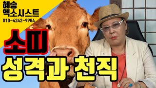 [혜송엑소시스트 대구용한점집] 소띠천직은?소띠 특징과 찰떡 직업은?!