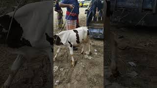 cow unloading, cow videos, cow video, big cow, goru hamba cow(4)