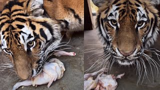 OMG 😳 ! wild Tiger Enjoying Delicious Chicken 🐔