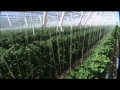 The Future of Farming: Hydroponic Tomatoes The Future of Farming: Hydroponic Tomatoes