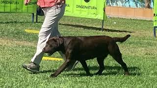 Exc 3 Exposición Canina de Loja 2024