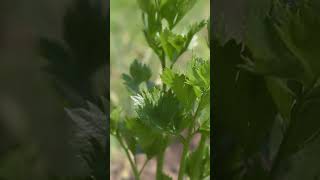 Fresh Parsley Leaves #Shorts