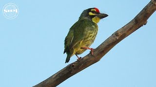 นกตีทอง Coppersmith Barbet