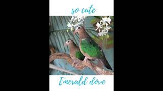 Emerald Dove