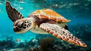 #relax #sea 🌊#sleep 😪😪giant sea turtles. amzing coral reef fish 🐳🐋🐡🐠🐟🐢 the best relax 🎶🎵