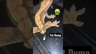 Gecko took a Fat Dump.🤮😵 #crestedgecko #reptiles #youtubeshorts