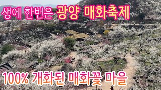 🌸 광양 매화축제 / 생애 한번은 매화꽃축제 / 3월 봄꽃 여행지