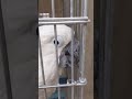 インコ・オウム専門店【こんぱまる】でタイハクオウムをカキカキ