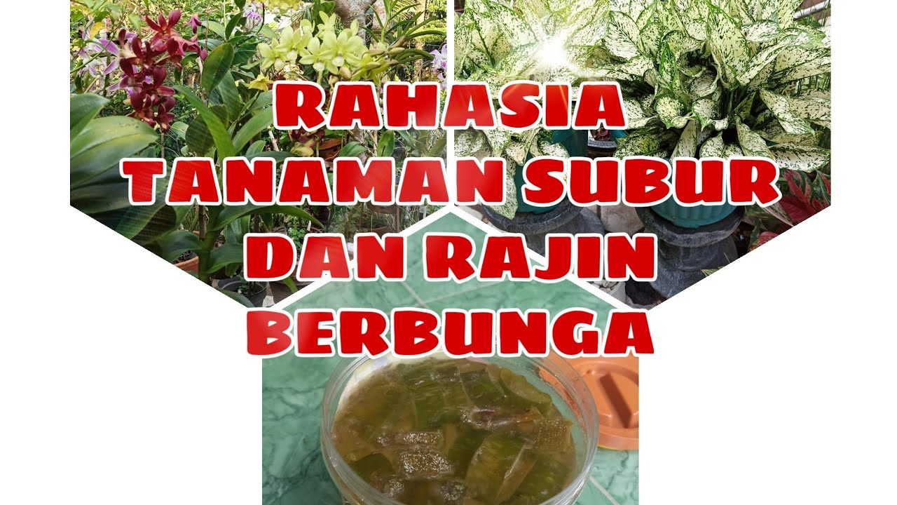 PENYUBUR TANAMAN HIAS DAN PUPUK NUTRISI DARI LIDAH BUAYA - YouTube