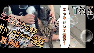 サバンナキャットのお風呂　生え変わりの季節なので、しっかりシャンプー