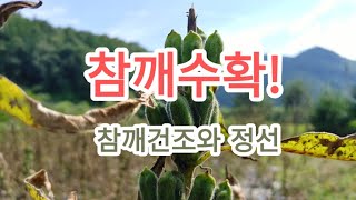 참깨수확시기, 참깨정선