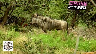 Challenging Hunt for Blue Wildebeest in South Africa