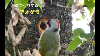 [4K]野鳥：巣づくりするアオゲラの雄／ＨＴ公園のサンクチェリア