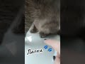 Котячі лапки це любоф ❤️🥰 catlover cat petloversworldni котики кіт cute petsloverchannel