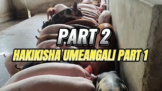 INGIZA MAMILIONI KWA KUNENEPESHA NGURUWE PART 2/EARN TANZANIA MILLIONS FOR FATTENING PIGS PART 2