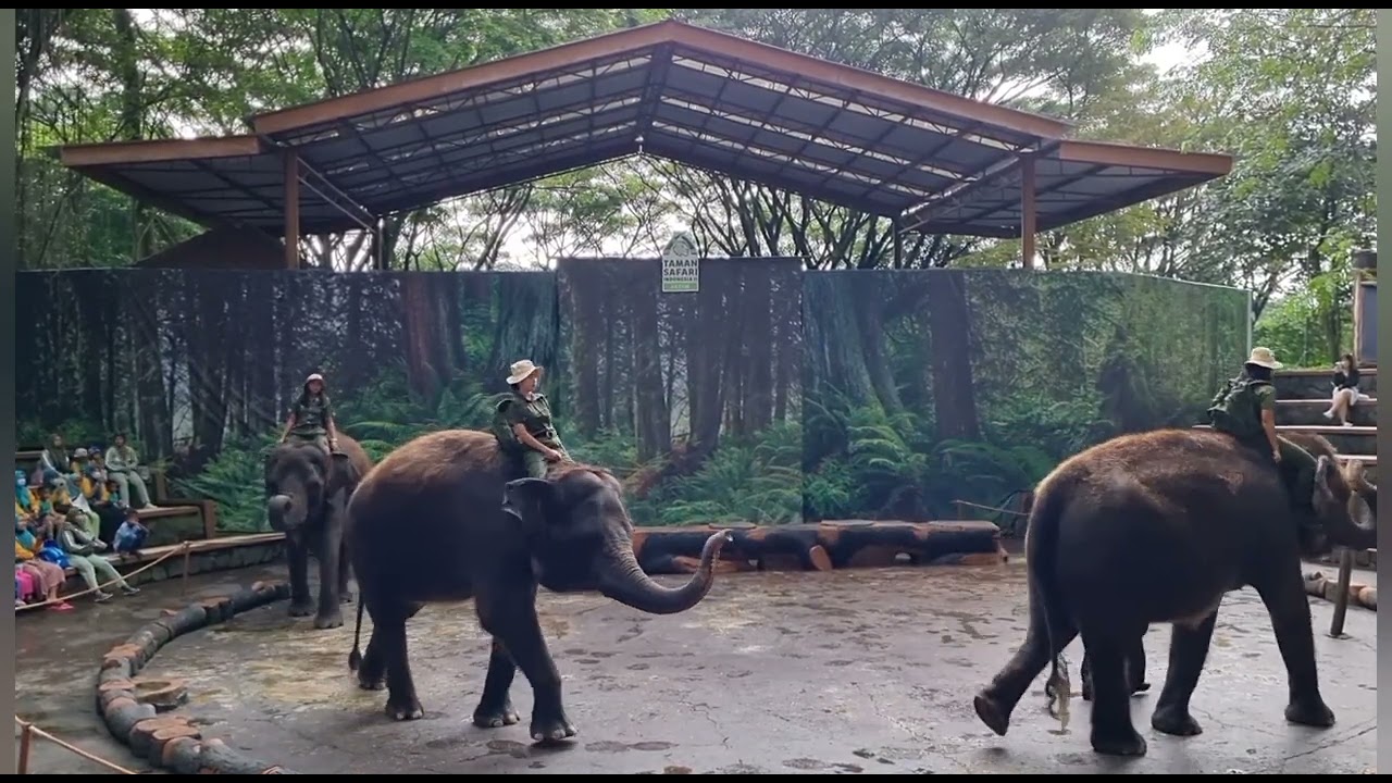 PERTUNJUKAN GAJAH DI TAMAN SAFARI 2 PRIGEN | Bersama PAUD MUSLIMAT AL ...