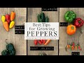 HOW to PLANT and GROW PEPPERS  plus TIPS for growing peppers in HOT CLIMATES