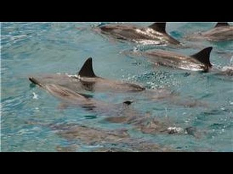 All About Dolphins : How Do Dolphins Get Their Food? All About Dolphins : How Do Dolphins Get Their Food?