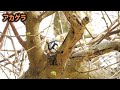 【野鳥観察vlog】夏鳥キターーー 〜オオルリ、キビタキ、ルリビタキ、メジロなど