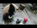 20230525 組合行豐趣味多 圓寶姊妹吃芭樂 午餐 giant panda yuan bao