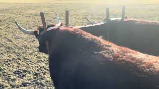 Every day work #ox #oxen #farming #newengland #cattlefarm