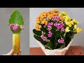 How I grow the beautiful Kalanchoe Pinnata