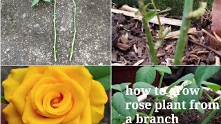 కొమ్మల నుండి గులాబీ మొక్కల్ని పెంచడం ఎలా? (how to grow rose plant from a branch?)