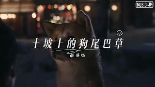 土坡上的狗尾草 (藏语版) - 宫巴 ♪「黄土地变成柏油 野花开满那时的村口，我又买了你最爱吃的肉 可你却不在我左右。」这节奏一听就上头 ♪【高音質/動態歌詞/Pinyin Lyrics】♪