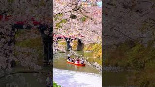 The best time to see cherry blossoms