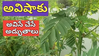 అవిషాకు-అవిషే చేసే అద్భుతాలు/Thai Leaf Health Benefits/Agastya Plant Health Uses \u0026Benefits in Telugu