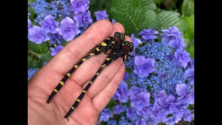 オニヤンマ♂ (2024年07月02日) | Catching Two Immature Male Golden-Ringed Dragonflies With A Net(July 2, 2024)