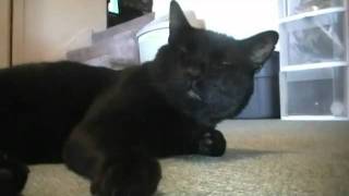 Talking Kitty Cat - Wake up and meet the new kitten! - YouTube.flv