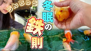 【2023年】屋外飼育らんちゅうの冬越し準備〜第2弾〜｜金魚｜gold fish｜アクアリウム