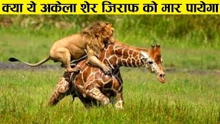 एक जिराफ को मारने के लिए कितने शेरों की आवश्यकता पड़ेगी ll Fact about giraffe in hindi